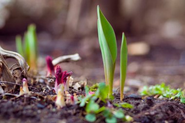 Vahşi bahar çiçekleri. Bahar arka plan.