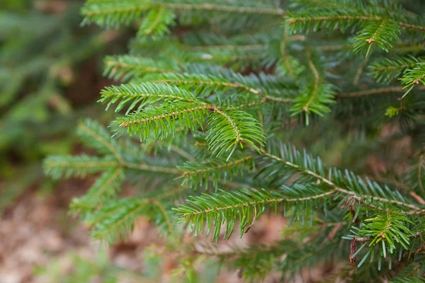 Un giovane ramo di abete. Inizio primavera nella foresta . — Foto Stock