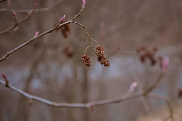 Gemme secche su un ramo all'inizio della primavera — Foto Stock