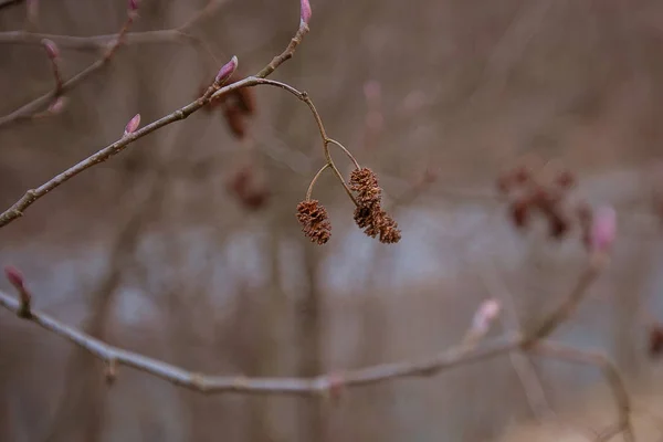 Kuru tomurcukları erken bahar dal — Stok fotoğraf