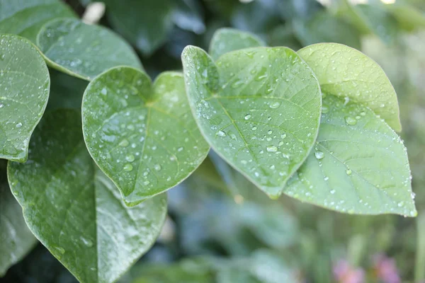 Droppar vatten på ett grönt löv efter regn — Stockfoto