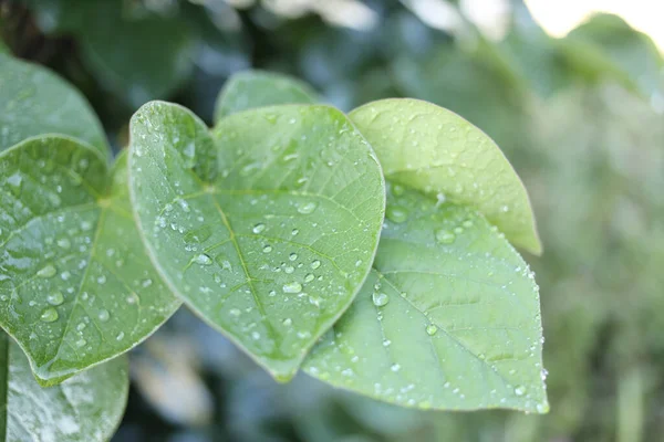 Droppar vatten på ett grönt löv efter regn — Stockfoto