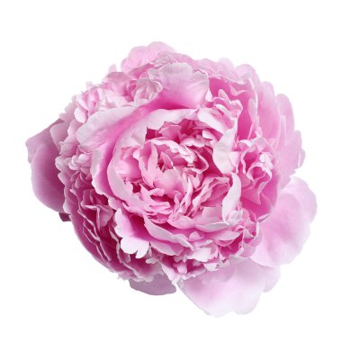 Beyaz arka planda izole edilmiş büyük pembe şakayık.