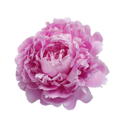 Beyaz arka planda izole edilmiş büyük pembe şakayık.