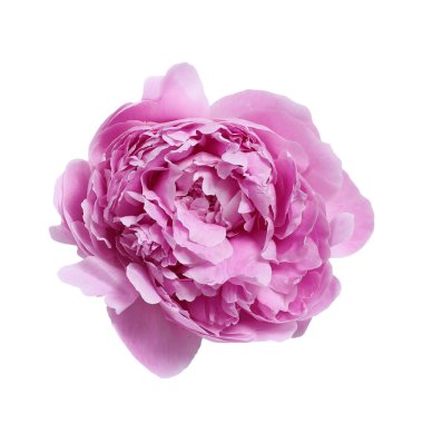 Beyaz arka planda izole edilmiş büyük pembe şakayık.