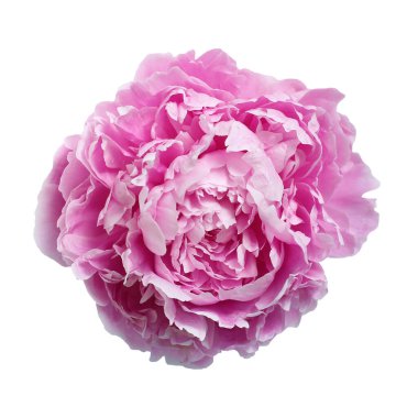 Beyaz arka planda izole edilmiş büyük pembe şakayık.