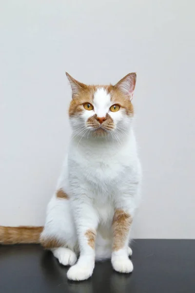 Gato doméstico rojo sobre un fondo claro. Retrato de una mascota . — Foto de Stock