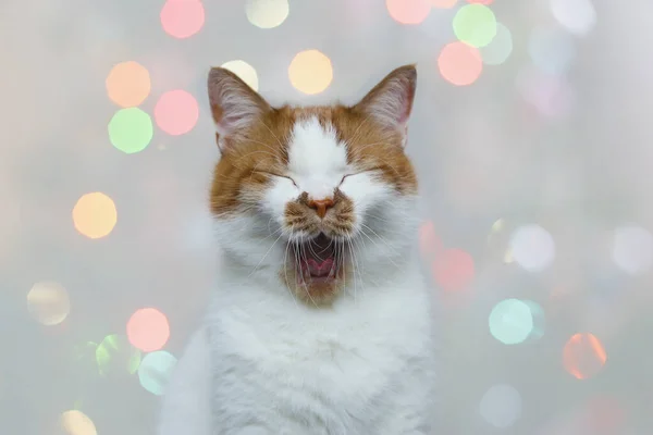 Gato doméstico vermelho em um fundo leve. Retrato de um animal de estimação . — Fotografia de Stock