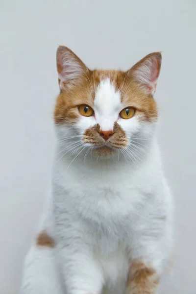 Gato doméstico vermelho em um fundo leve. Retrato de um animal de estimação . — Fotografia de Stock