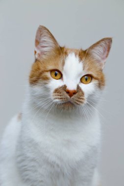 Kırmızı evcil kedi arka planda. Bir evcil hayvan portresi.