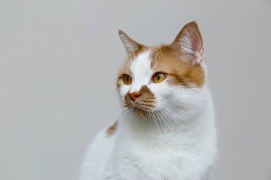 Kırmızı evcil kedi arka planda. Bir evcil hayvan portresi.
