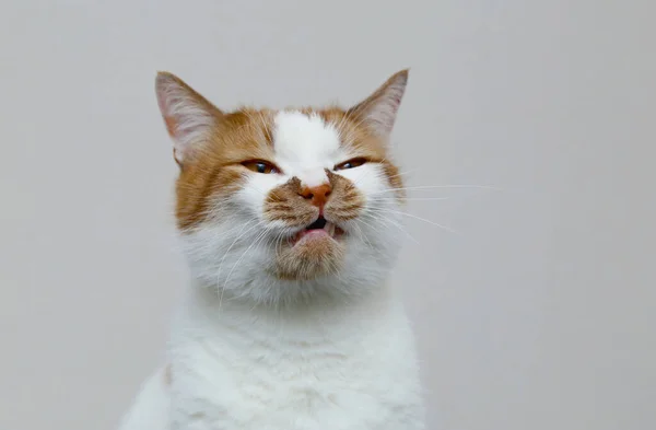 Gato doméstico rojo sobre un fondo claro. Retrato de una mascota . —  Fotos de Stock