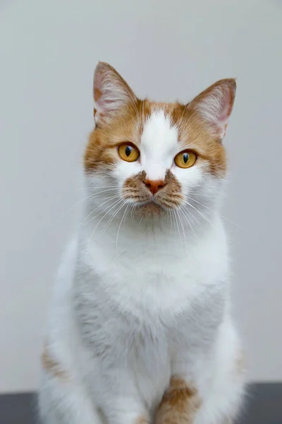 Red domestic cat on a light background. Portrait of a pet. — Stock Photo, Image
