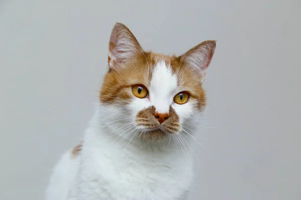 Red domestic cat on a light background. Portrait of a pet. — Stock Photo, Image