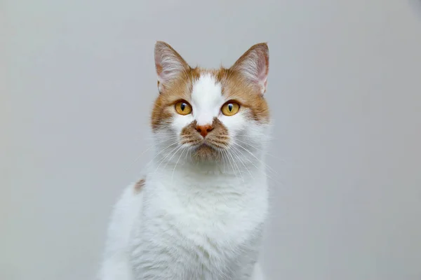 Red domestic cat on a light background. Portrait of a pet. — Stock Photo, Image