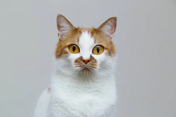 Chat domestique rouge avec de grands yeux sur un fond clair. Portrait o — Photo
