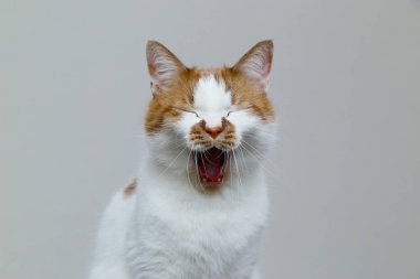 Kırmızı evcil kedi arka planda. Bir evcil hayvan portresi.