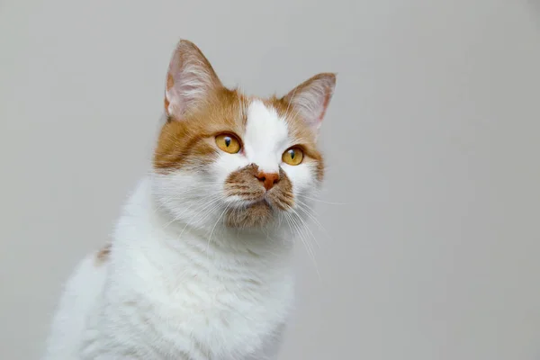 Red domestic cat on a light background. Portrait of a pet. — Stock Photo, Image