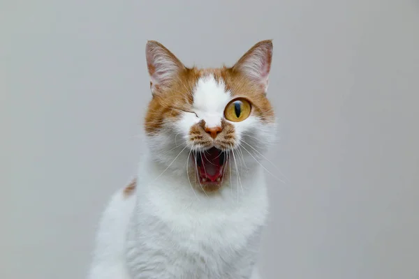 Gato doméstico rojo sobre un fondo claro. Retrato de una mascota . —  Fotos de Stock