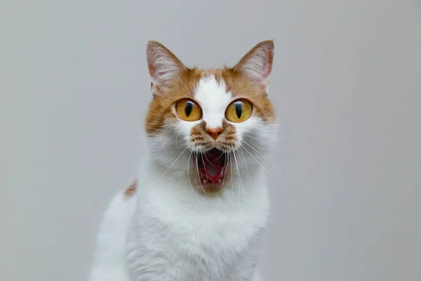 Gato doméstico rojo con ojos grandes sobre un fondo claro. Retrato o —  Fotos de Stock