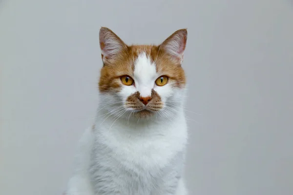 Gato doméstico rojo sobre un fondo claro. Retrato de una mascota . — Foto de Stock