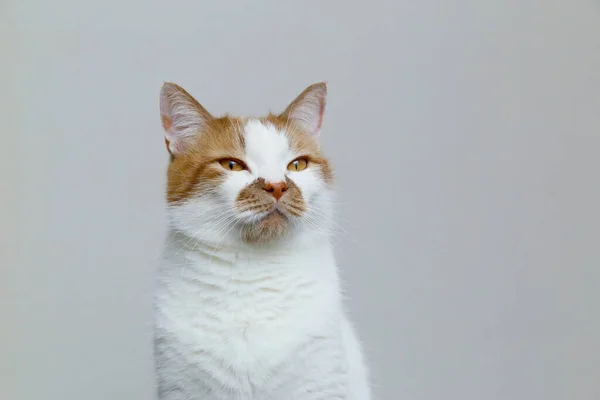 Gato doméstico vermelho em um fundo leve. Retrato de um animal de estimação . — Fotografia de Stock