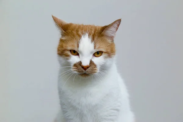 Chat domestique rouge sur fond clair. Portrait d'un animal domestique . — Photo