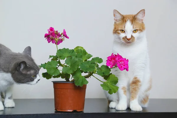 Кошки нюхают цветы. Проживание в кастрюле на столе. Флойд — стоковое фото