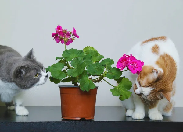 A cats sniffs flowers. Houseplant in a pot on the table. Floweri — Stock Image A cats sniffs flowers. Houseplant in a pot on the table. Floweri Royalty Free Stock Images