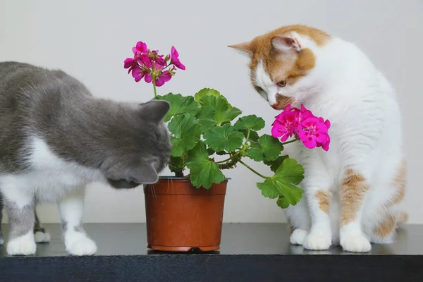 Кошки нюхают цветы. Проживание в кастрюле на столе. Флойд — стоковое фото