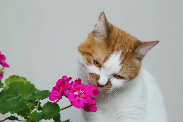 Кошка нюхает цветы. Проживание в кастрюле на столе. Float in — стоковое фото