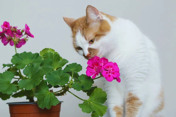 A cat sniffs flowers. Houseplant in a pot on the table. Flowerin — Stock Image A cat sniffs flowers. Houseplant in a pot on the table. Flowerin Stock Image