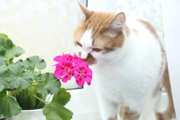 Кошка нюхает цветы. Размещение в кастрюле на окне. Флойд — стоковое фото