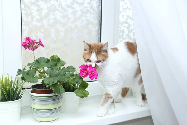 En kat snuser blomster. Stueplante i en gryde på vinduet. Floweri - Stock-foto