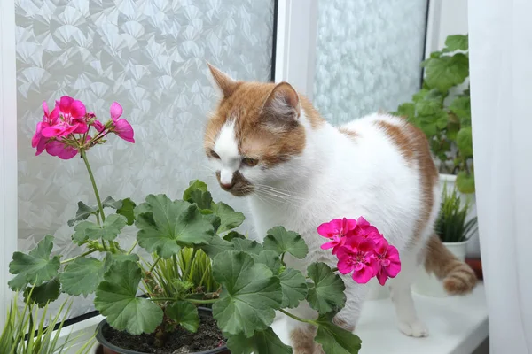 Кошка нюхает цветы. Размещение в кастрюле на окне. Флойд — стоковое фото