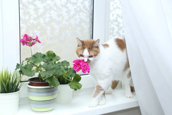 A cat sniffs flowers. Houseplant in a pot on the window. Floweri — Stock Image A cat sniffs flowers. Houseplant in a pot on the window. Floweri Stock Photo