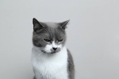 Gri kedi sarkık kafadan utanıyor. Üçlü için ceza