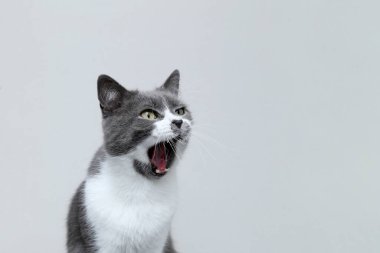 Gri kedi ağzını açtı ve çığlık attı. Sevimli bir kızın portresi