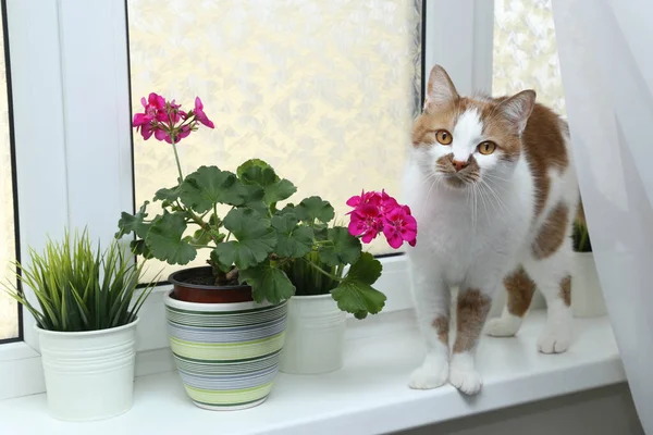 En kat snuser blomster. Stueplante i en gryde på vinduet. Floweri - Stock-foto