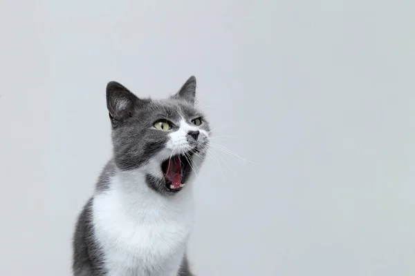 El gato gris abrió la boca y gritó. Retrato de un lindo pe — Foto de Stock