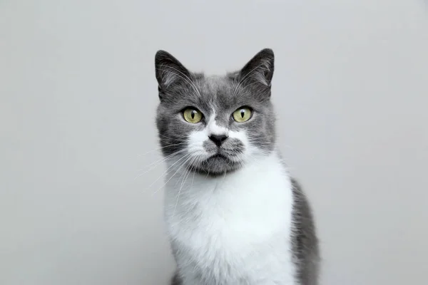 Gato cinzento olha para a câmera. Retrato de um animal de estimação bonito . — Fotografia de Stock