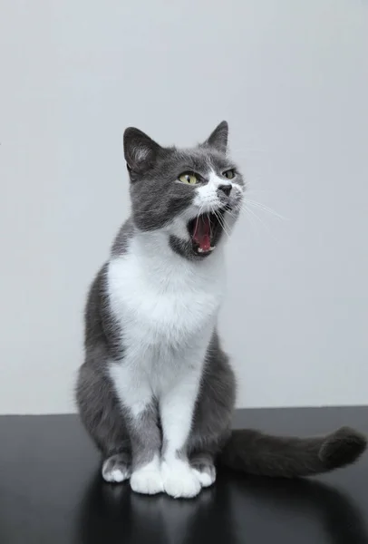 El gato gris abrió la boca y gritó. Retrato de un lindo pe — Foto de Stock