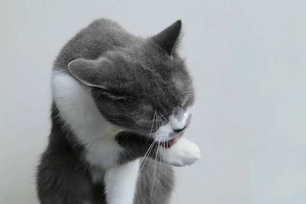 Gray cat looks into the camera. Portrait of a cute pet. — Stock Photo, Image