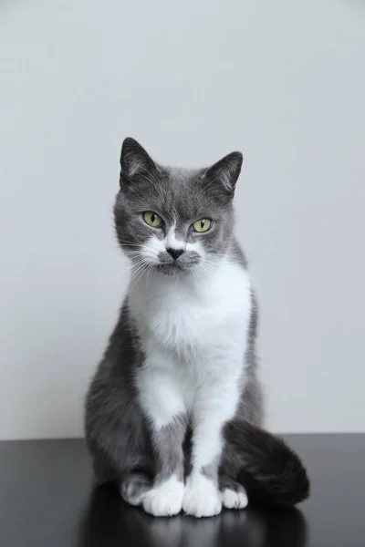 Le chat gris regarde dans la caméra. Portrait d'un animal de compagnie mignon . — Photo