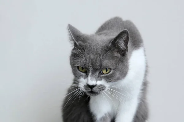 The gray cat is ashamed of drooping head. Punishment for the tri — Stock Photo, Image