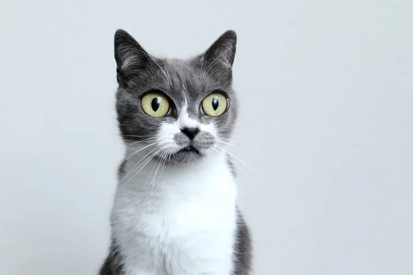 Szary kot z wielkimi oczami. Portret uroczego zabawnego zwierzaka. — Zdjęcie stockowe