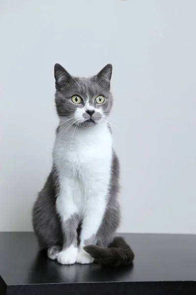 Le chat gris regarde dans la caméra. Portrait d'un animal de compagnie mignon . — Photo