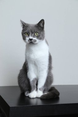 Gri kedi kameraya bakıyor. Sevimli bir evcil hayvanın portresi.