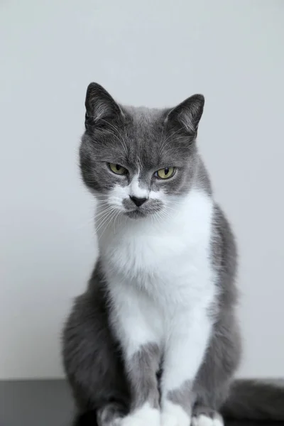 灰色の猫は頭を垂らすのを恥じている。トリの罰 — ストック写真