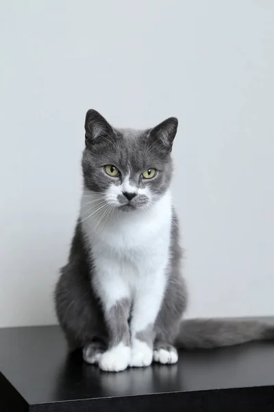 Le chat gris regarde dans la caméra. Portrait d'un animal de compagnie mignon . — Photo